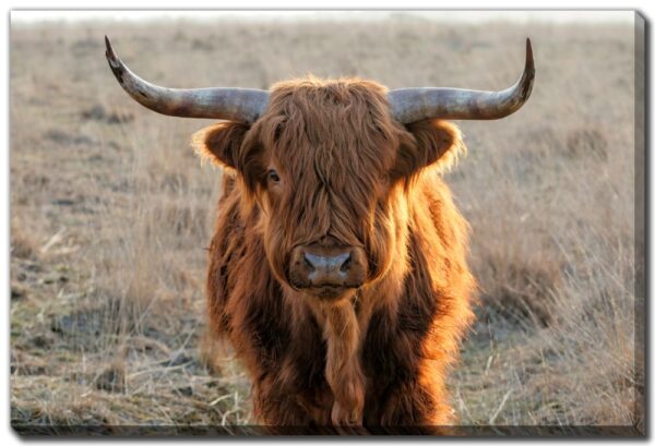 Scottish Highlander 16"x20"