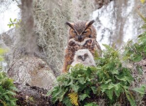 Image of Puzzle Great Horned Owl 1000 pc