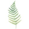 ICare- Leaf Collection Blank Notecards - Image 2