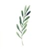 ICare- Leaf Collection Blank Notecards - Image 4