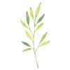 ICare- Leaf Collection Blank Notecards - Image 5