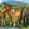 Paint by Number Horse & Foals - Junior Large