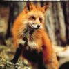 Cards Birthday Wildlife Ways - Image 2