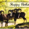 Cards Birthday Wildlife Ways - Image 4