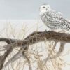 Puzzle Fallen Willow Snowy Owl 500 pc