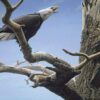 Puzzle Call of the Wild (Eagle) 500 pc - Discontinued When sold out