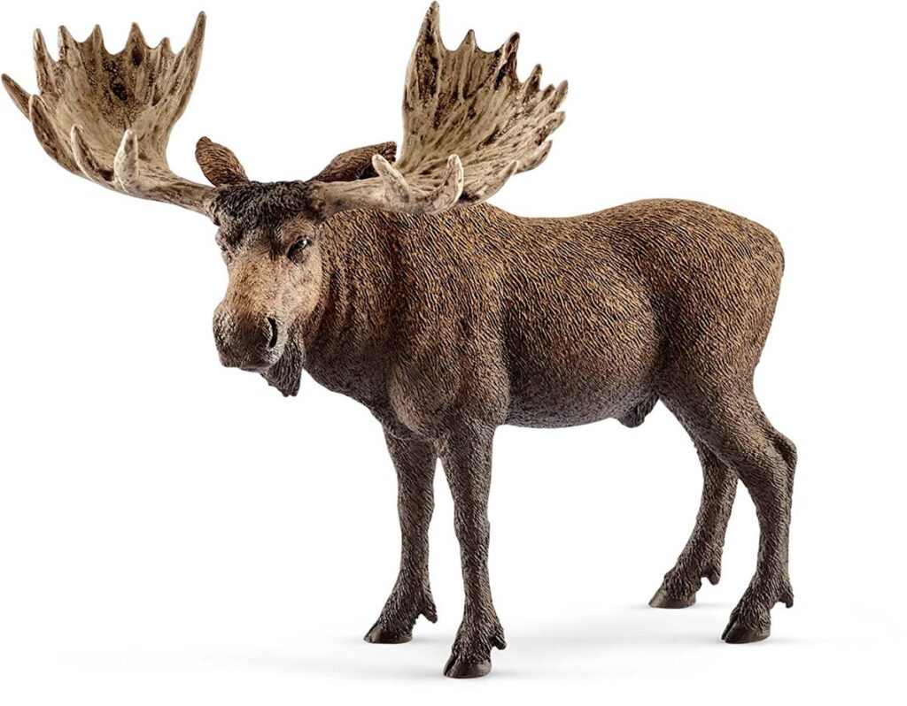 Image of Moose Bull