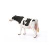 Holstein Cow - Image 4