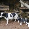 Holstein Cow - Image 5