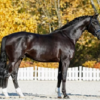 Oldenburger Stallion - Image 5