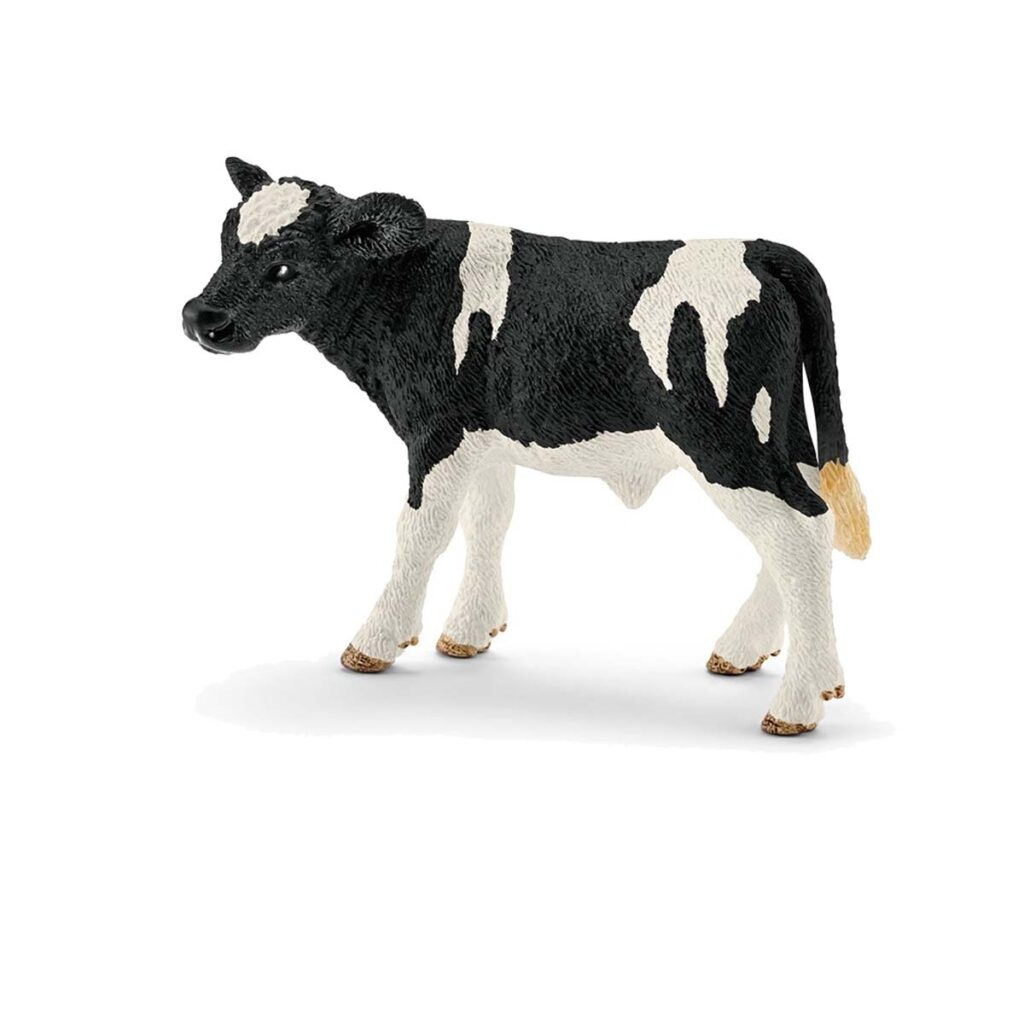 Image of Holstein Calf