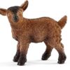 Dwarf Goat Kid