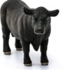 Black Angus Bull - Image 3