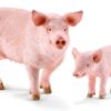 Pig - Image 4