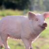 Pig - Image 5