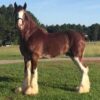 Clydesdale Gelding - Image 6