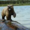 Grizzly Bear - Image 7