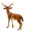 White-tailed Buck - Image 3