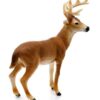 White-tailed Buck - Image 4