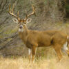 White-tailed Buck - Image 5