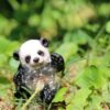 Panda Cub, Playing - Image 4