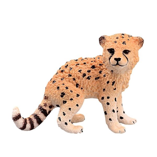 Cheetah Cub