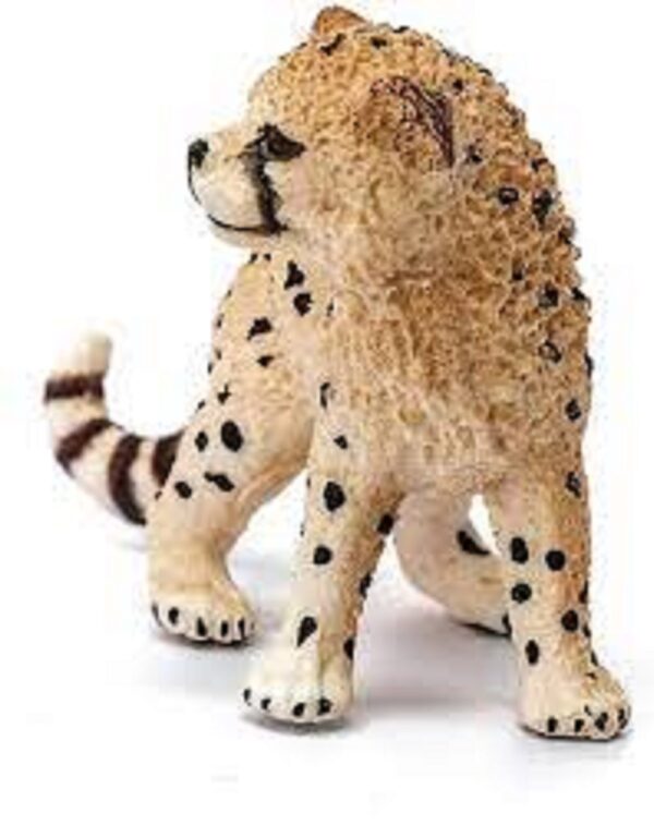 Cheetah Cub - Image 6