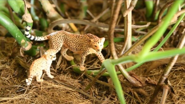 Cheetah Cub - Image 7