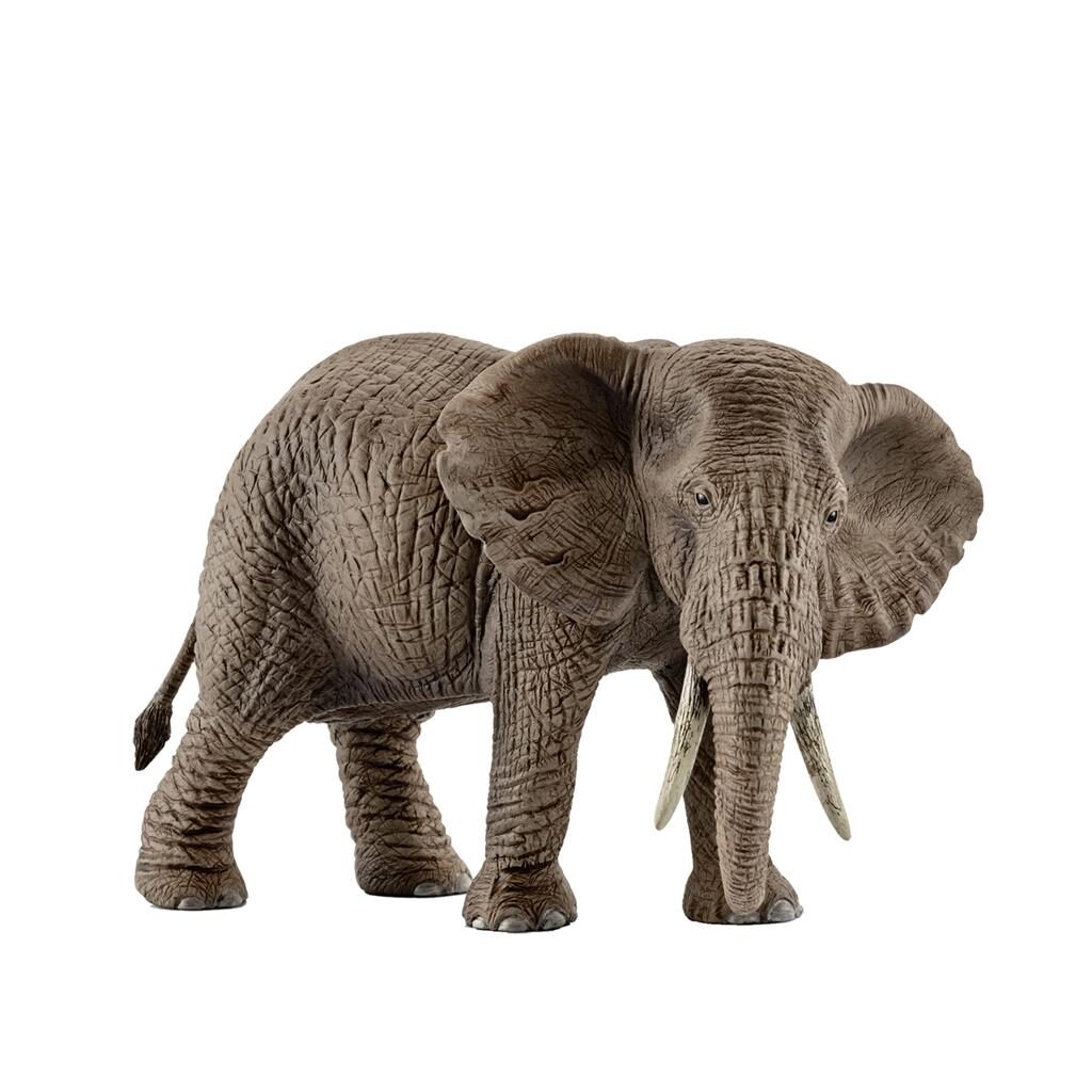 Image of African Elephant, Female