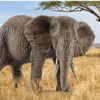African Elephant, Female - Image 5