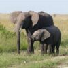 African Elephant, Female - Image 6