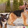 German Shepherd Dog - Image 5