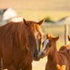 Quarter Horse Mare & Colt - Image 4