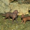 Labrador Retriever Female- Discontinued - Image 4
