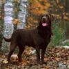 Labrador Retriever Female- Discontinued - Image 5