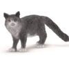 Maine Coon Cat- Discontinued