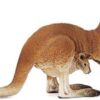 Kangaroo - Image 2