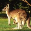 Kangaroo - Image 6