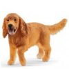 English Cocker Spaniel- Discontinued - Image 4