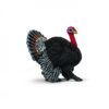 Turkey Tom