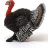 Turkey Tom - Image 3
