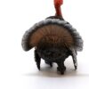 Turkey Tom - Image 4