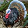 Turkey Tom - Image 6