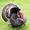 Turkey Tom - Image 7
