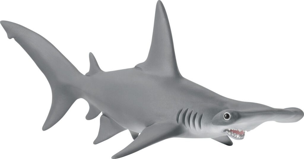Image of Hammerhead Shark