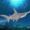 Hammerhead Shark - Image 5