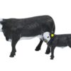 Black Baldy Cow & Calf
