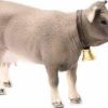 Braunvieh Cow - Image 2