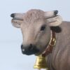 Braunvieh Cow - Image 6