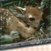 Cards Birthday Baby Animals - Image 2